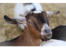 Sundae - Anglo Nubian x Pygmy goat